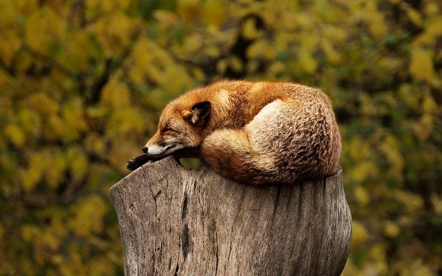 Title image: A fox is falling asleep fast on a tree